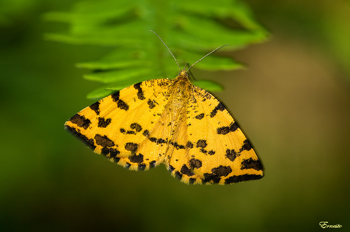 Pseudopanthera macularia